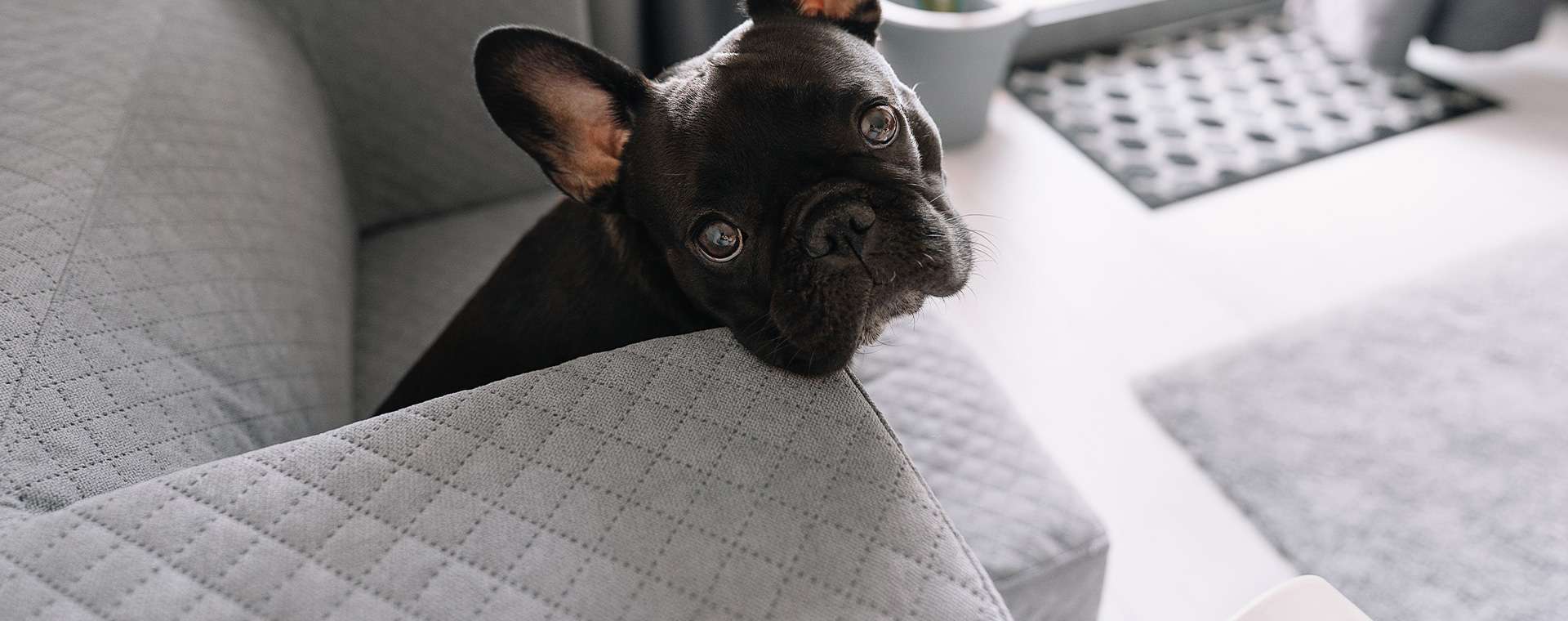 愛知県のブリーダーならブギ・ドギー | 【漫画で紹介！！】ペットとの