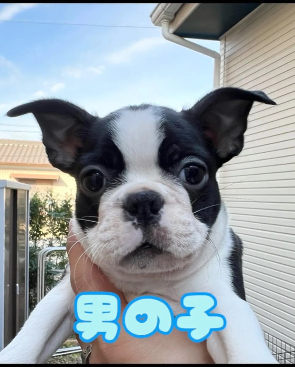 愛知県ボストンテリアブリーダー☆子犬紹介です。