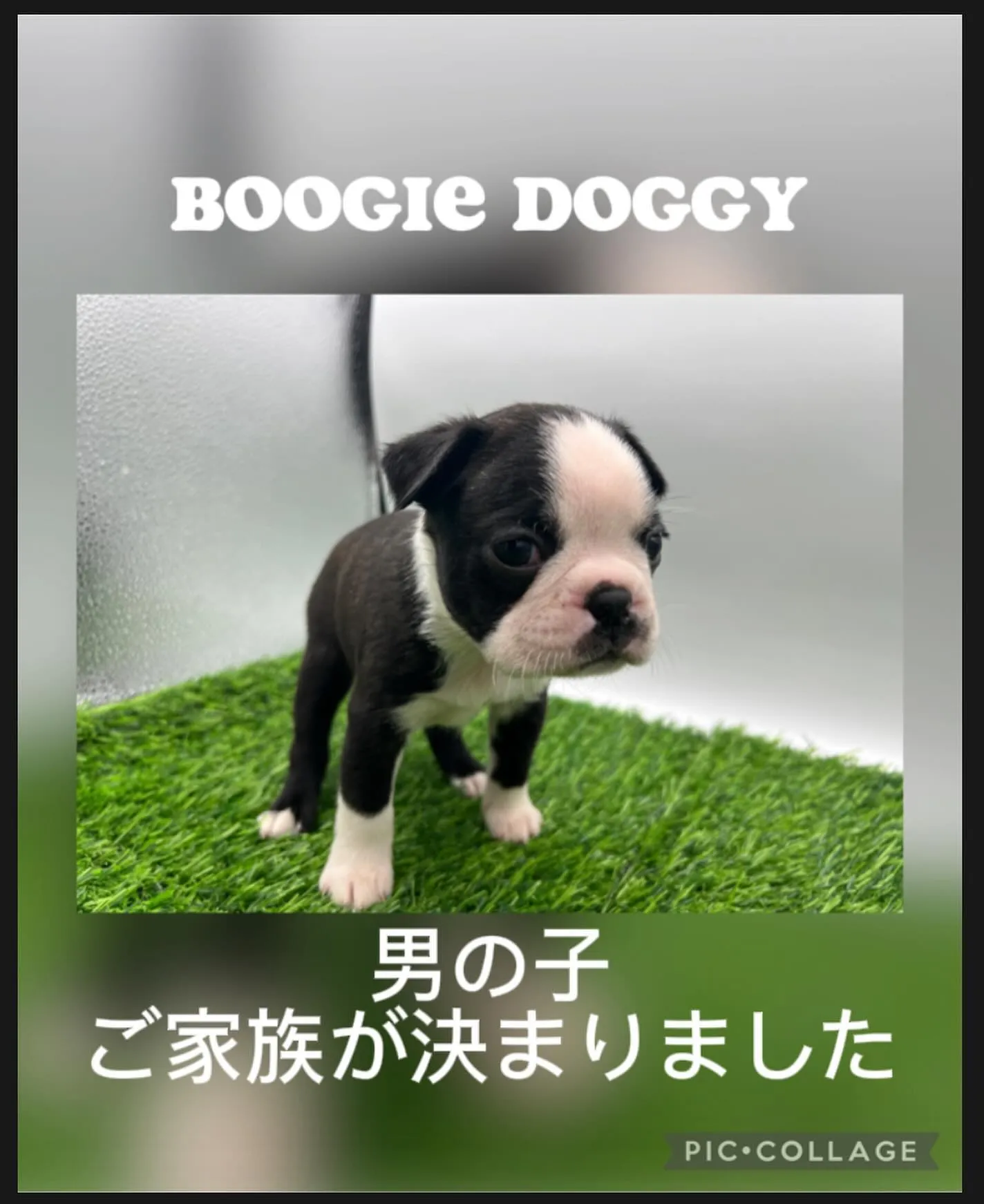 ボストンテリアブリーダー☆ブギ・ドギー