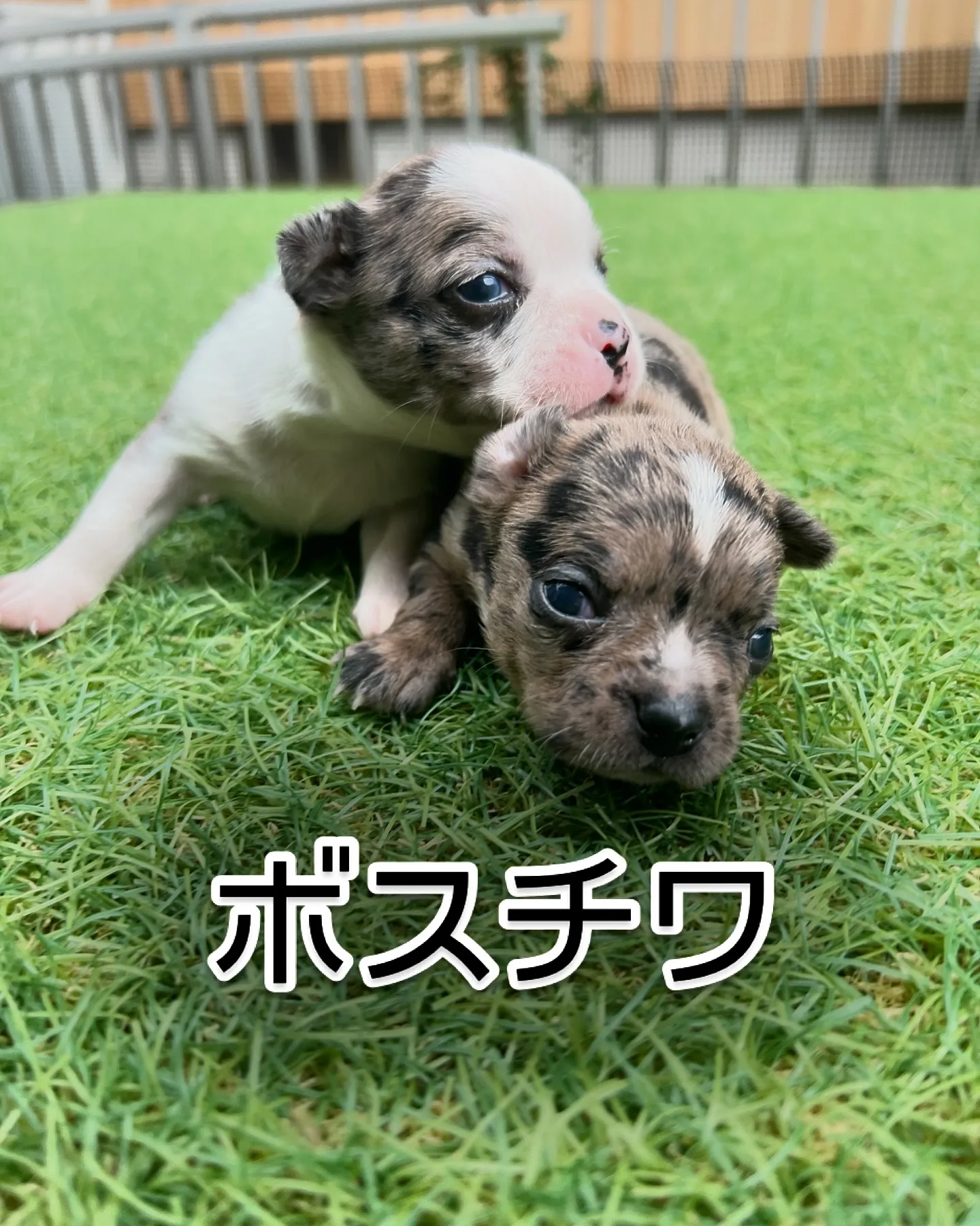 愛知県でブリーダーをしているブギ・ドギーです。