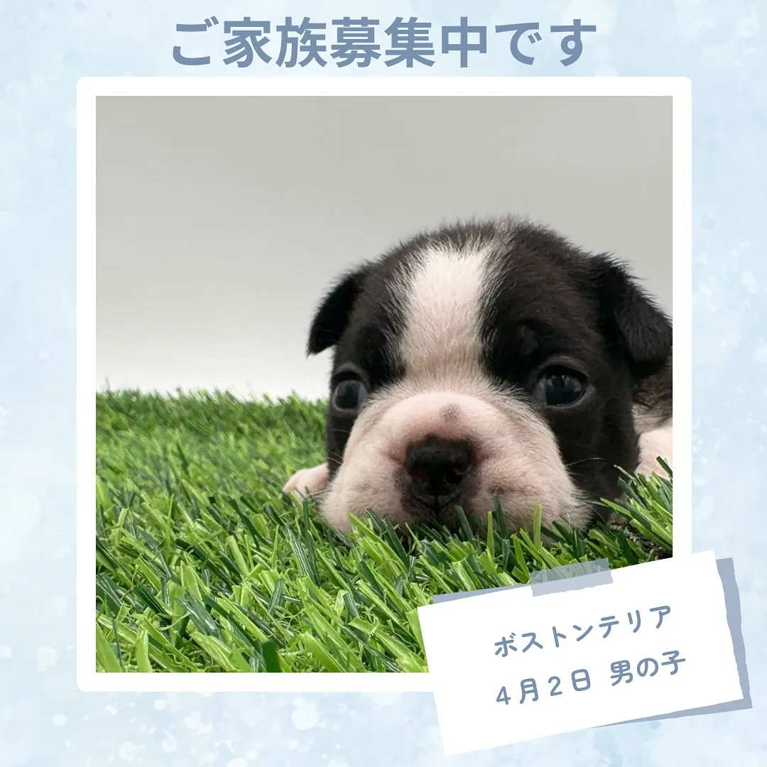 @boogie_doggy9944👈フォローして最新情報をG...