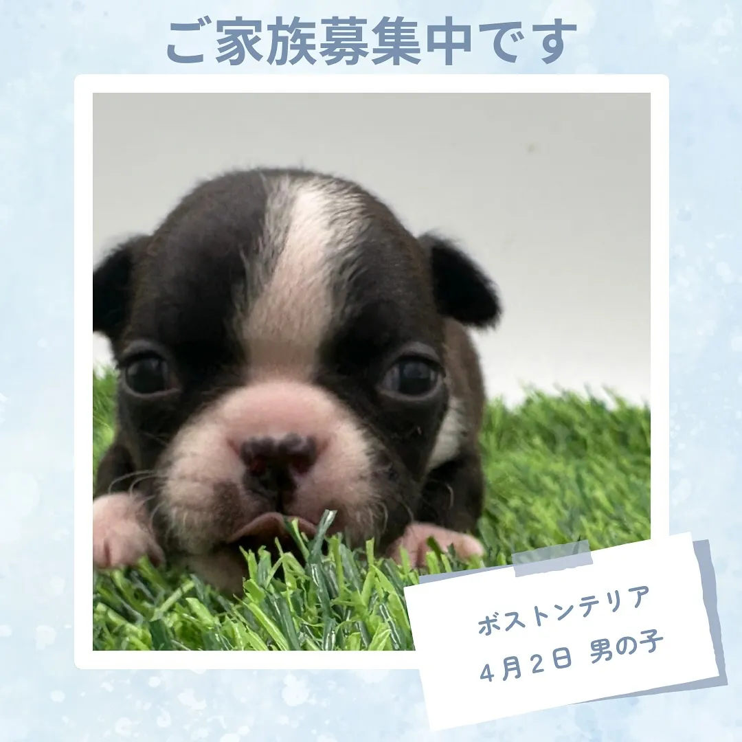 @boogie_doggy9944👈フォローして最新情報をG...