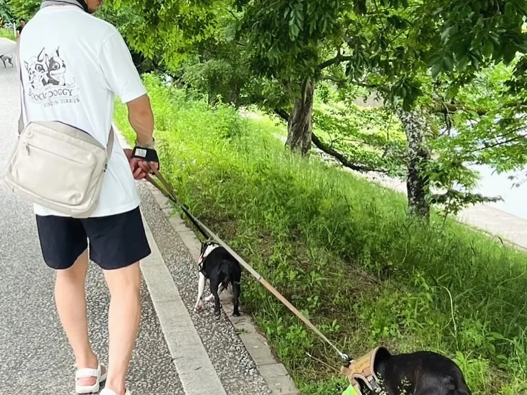 @boogie_doggy9944👈フォローして最新情報をG...