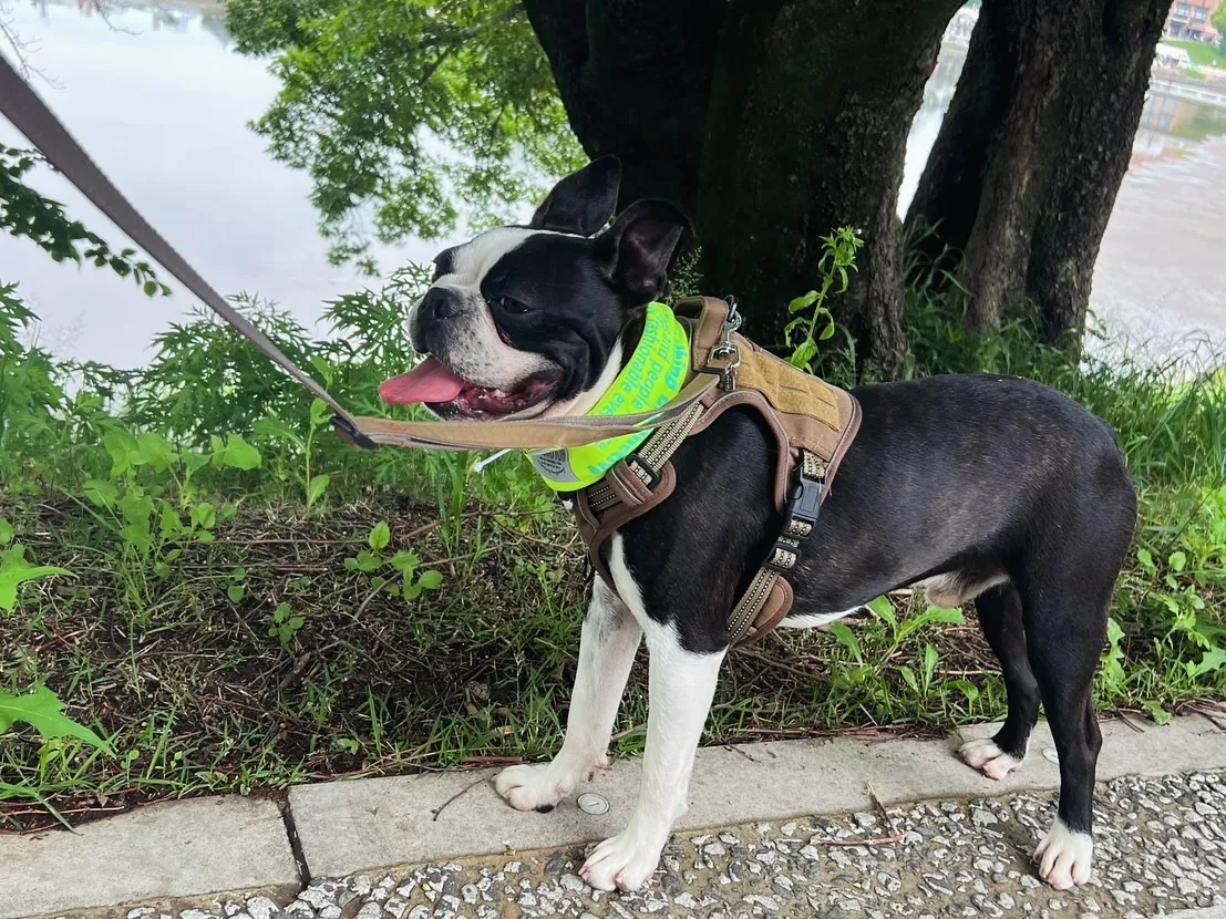 @boogie_doggy9944👈フォローして最新情報をG...