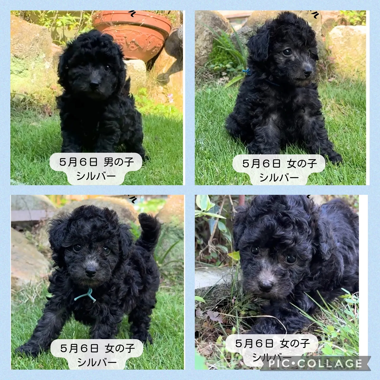 @boogie_doggy9944👈フォローして最新情報をG...