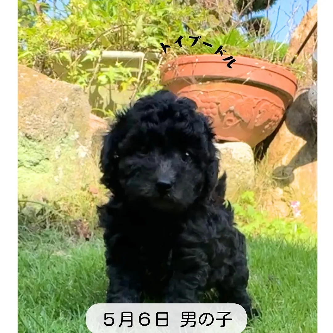 @boogie_doggy9944👈フォローして最新情報をG...