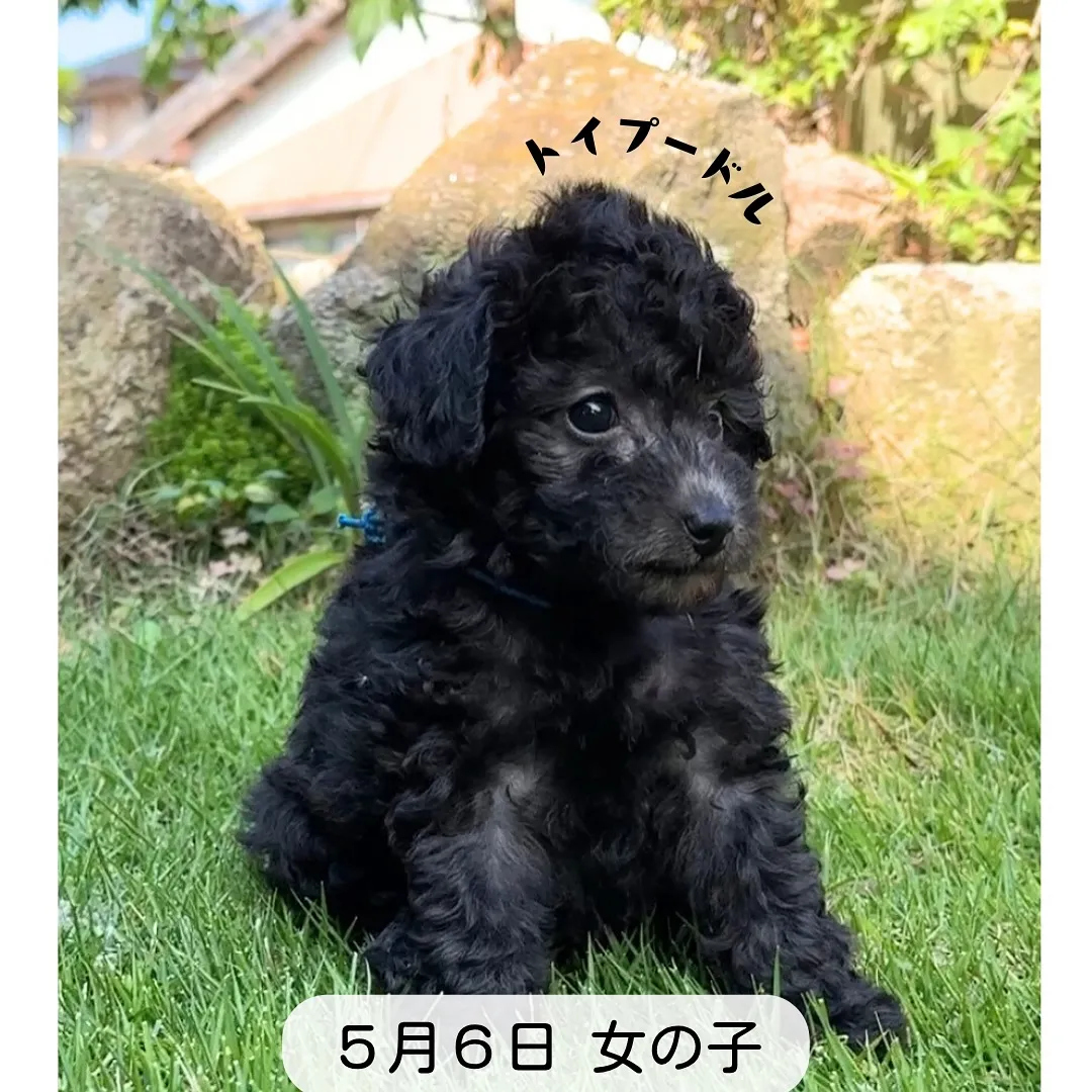 @boogie_doggy9944👈フォローして最新情報をG...