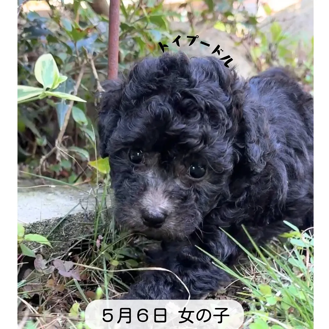 @boogie_doggy9944👈フォローして最新情報をG...