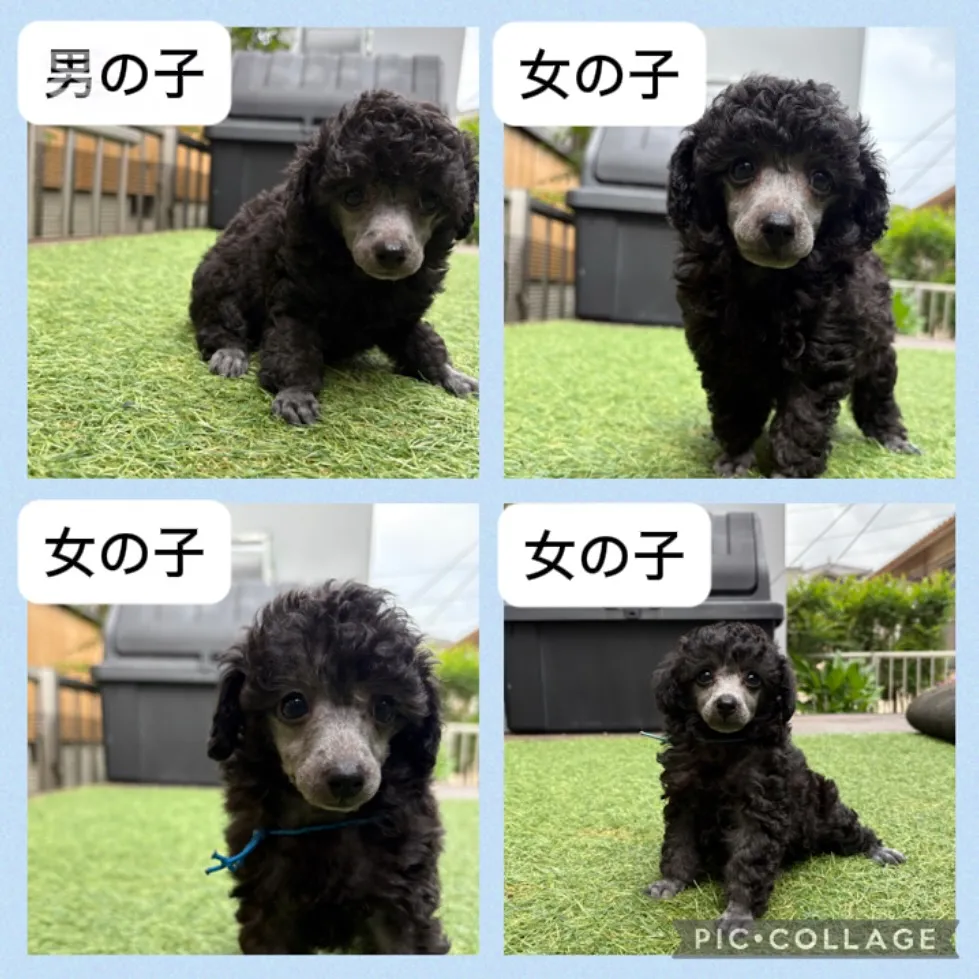 @boogie_doggy9944👈フォローして最新情報をG...