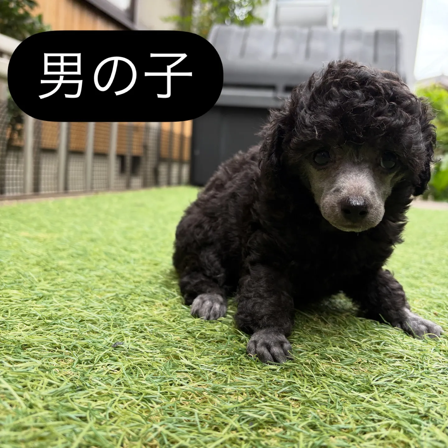 @boogie_doggy9944👈フォローして最新情報をG...