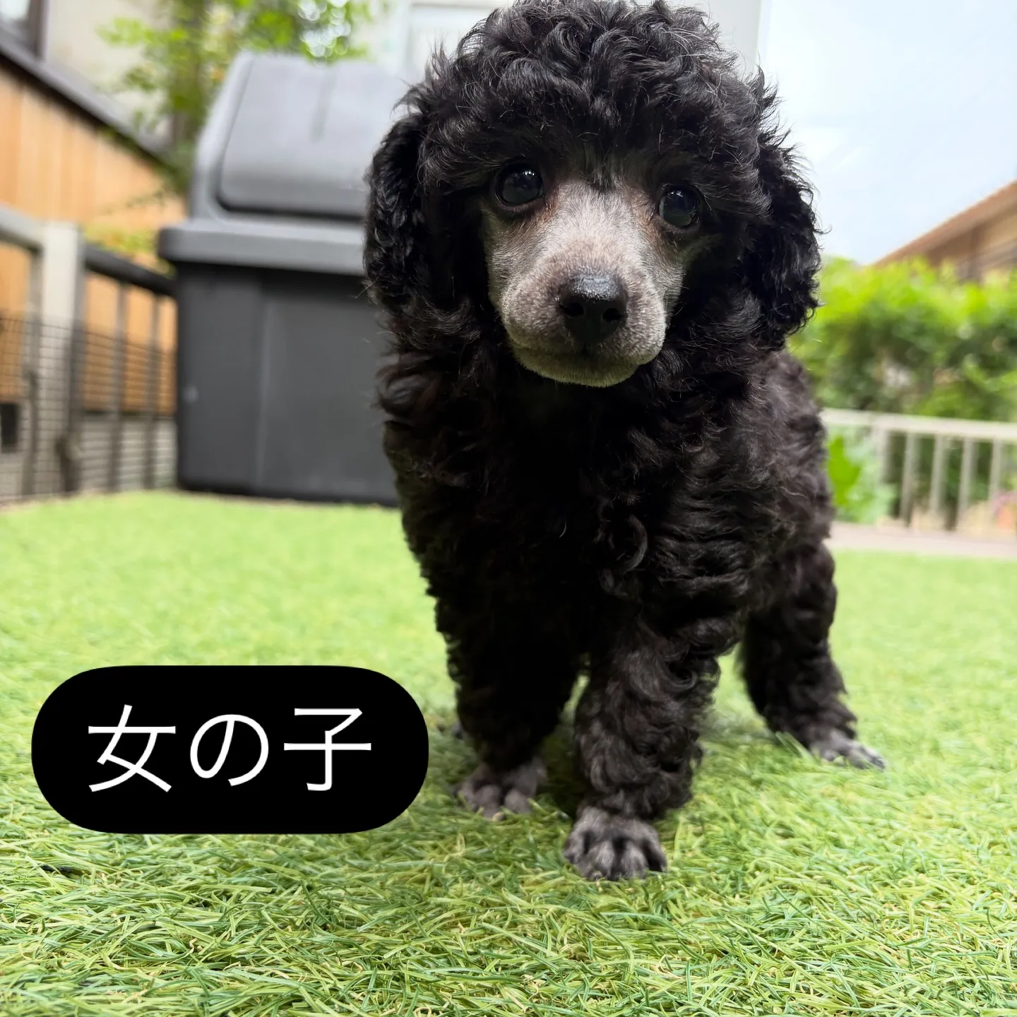 @boogie_doggy9944👈フォローして最新情報をG...