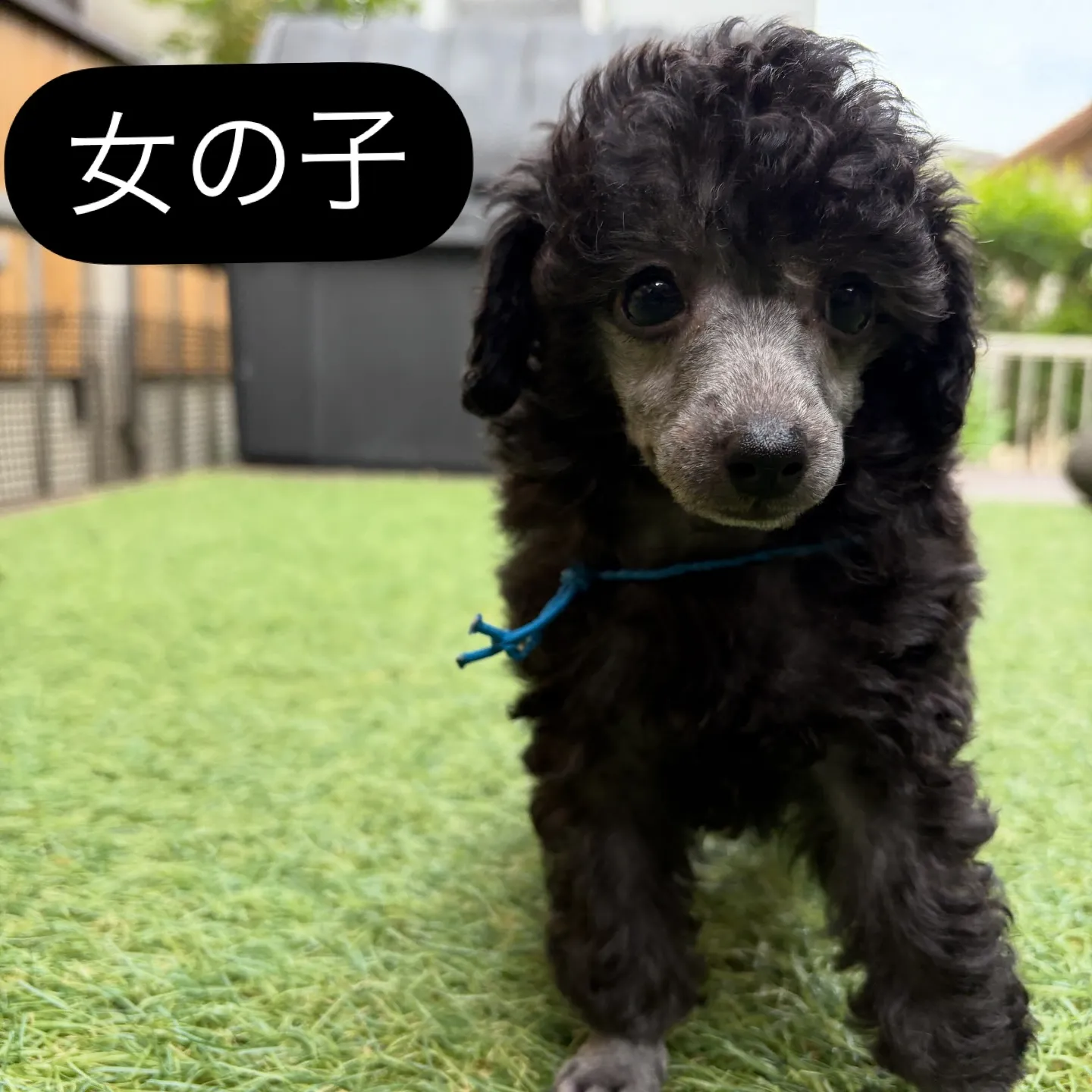 @boogie_doggy9944👈フォローして最新情報をG...