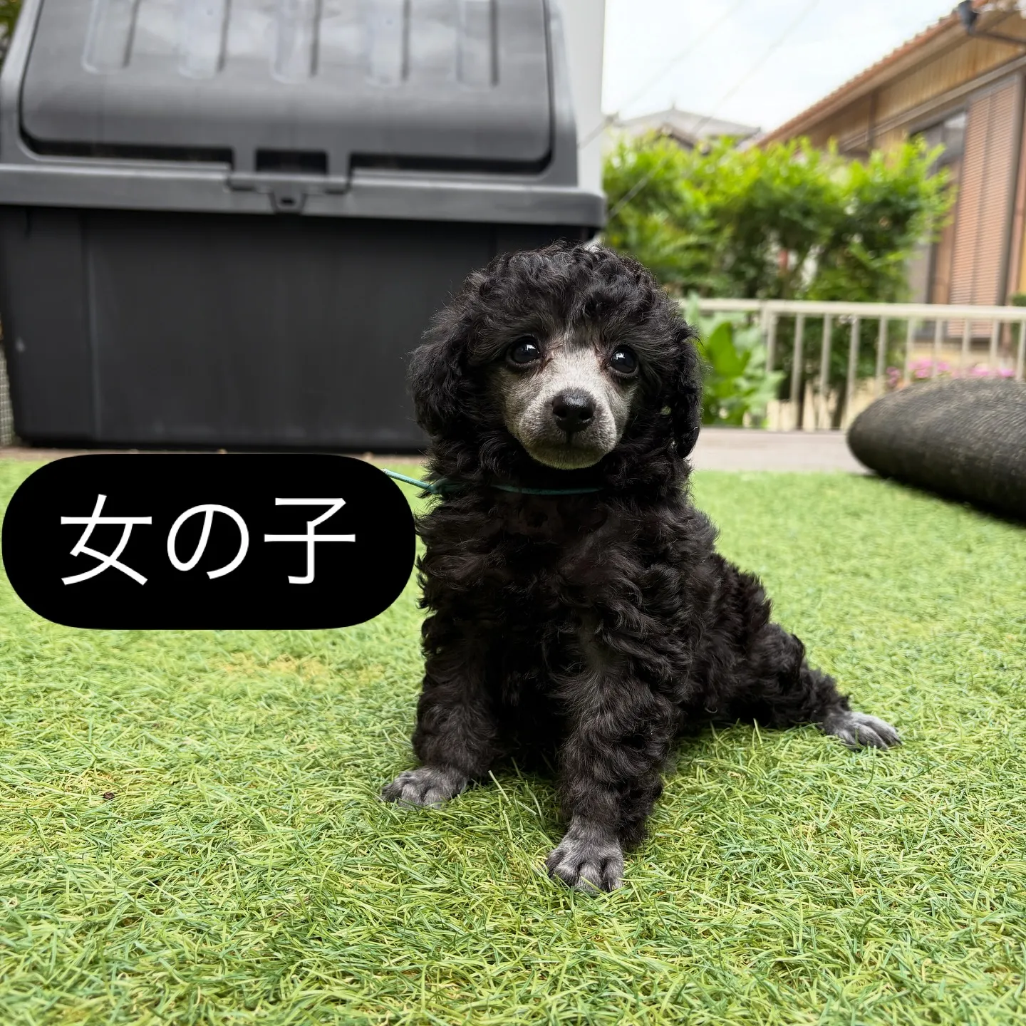 @boogie_doggy9944👈フォローして最新情報をG...