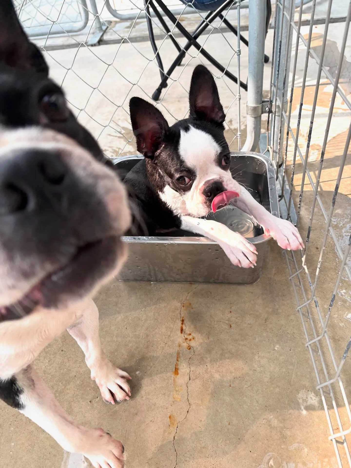 @boogie_doggy9944👈フォローして最新情報をG...