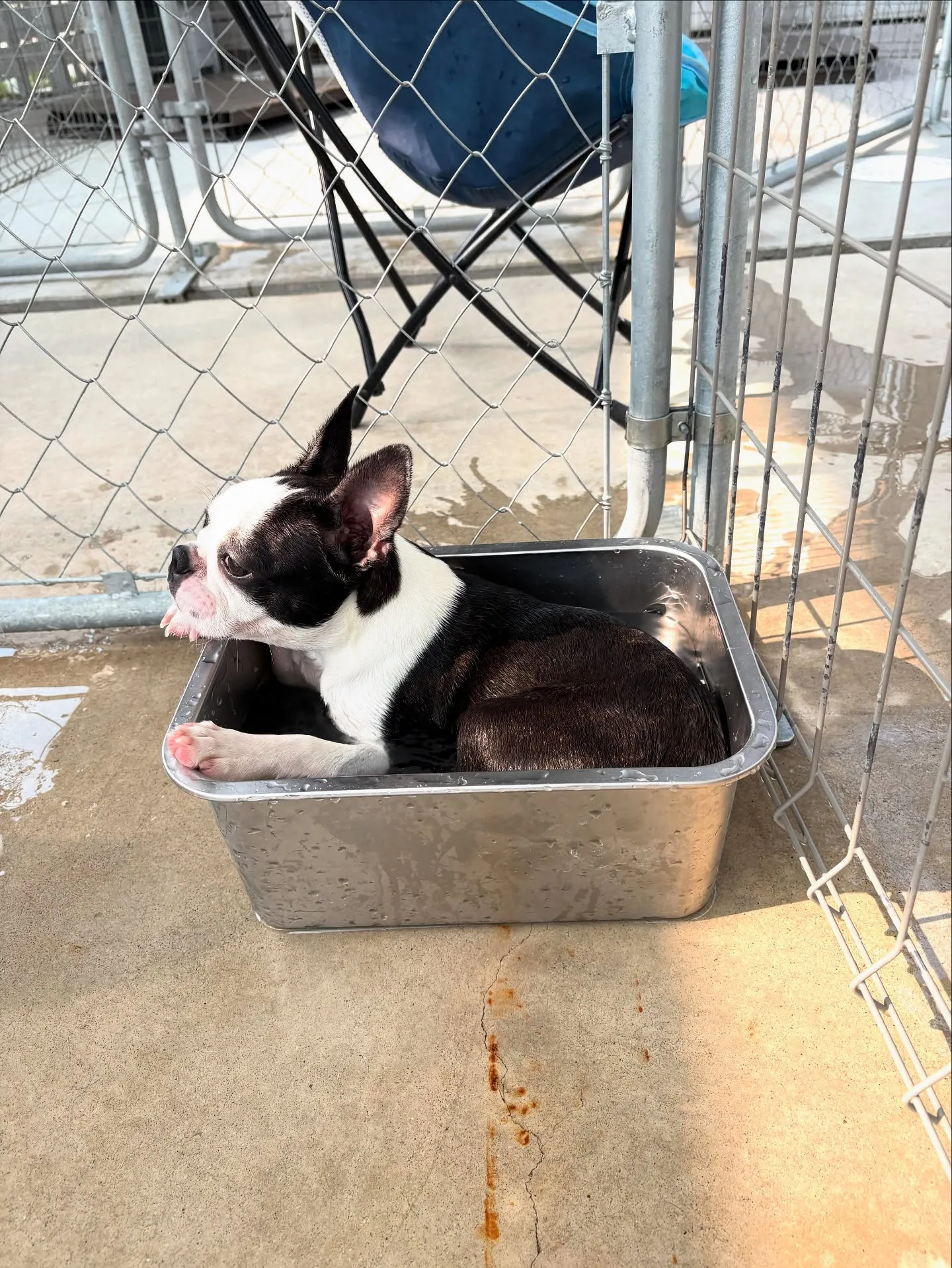 @boogie_doggy9944👈フォローして最新情報をG...