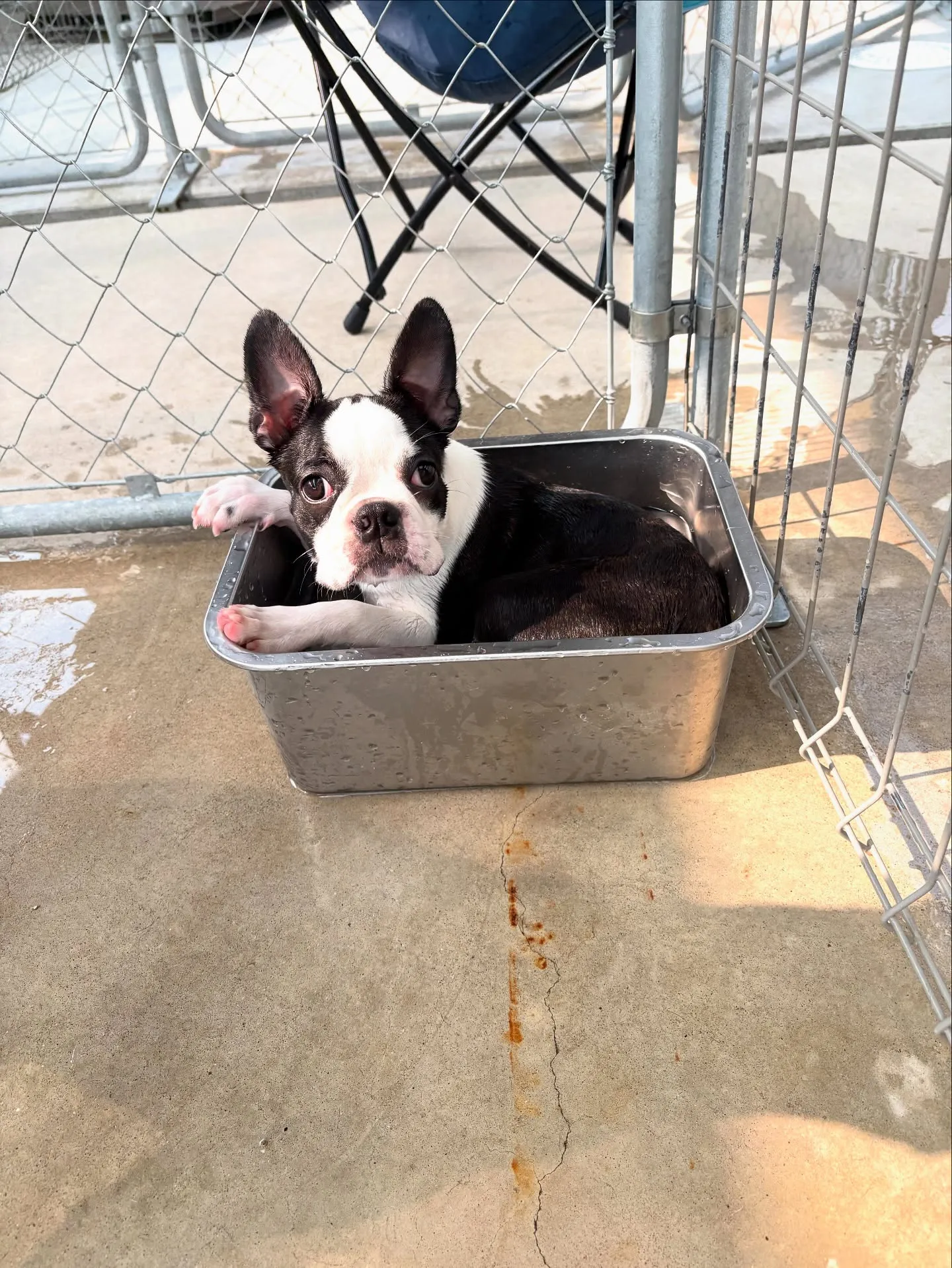 @boogie_doggy9944👈フォローして最新情報をG...