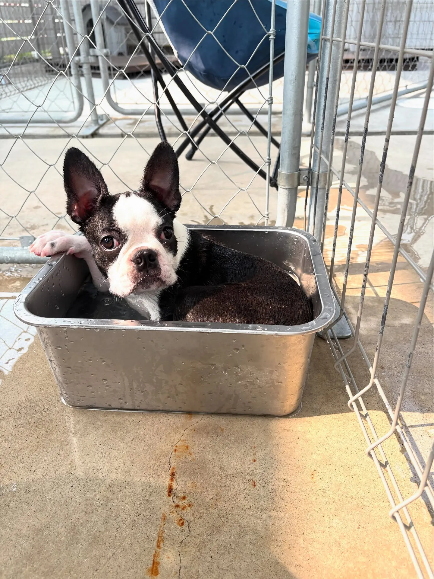 @boogie_doggy9944👈フォローして最新情報をG...