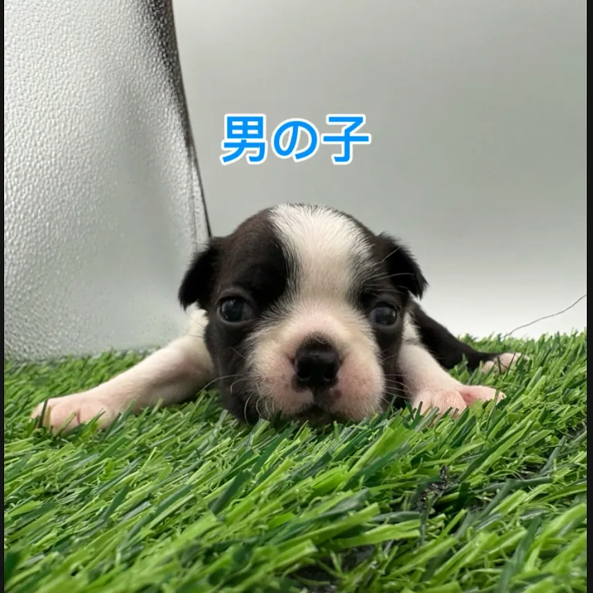 @boogie_doggy9944👈フォローして最新情報をG...