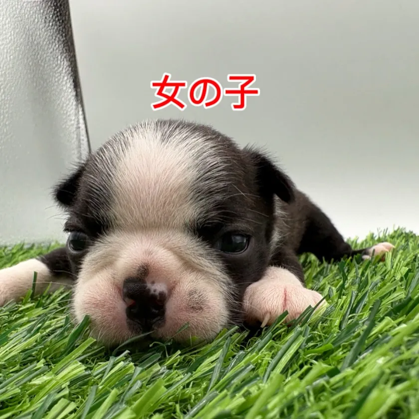 @boogie_doggy9944👈フォローして最新情報をG...