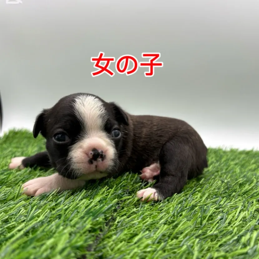 @boogie_doggy9944👈フォローして最新情報をG...