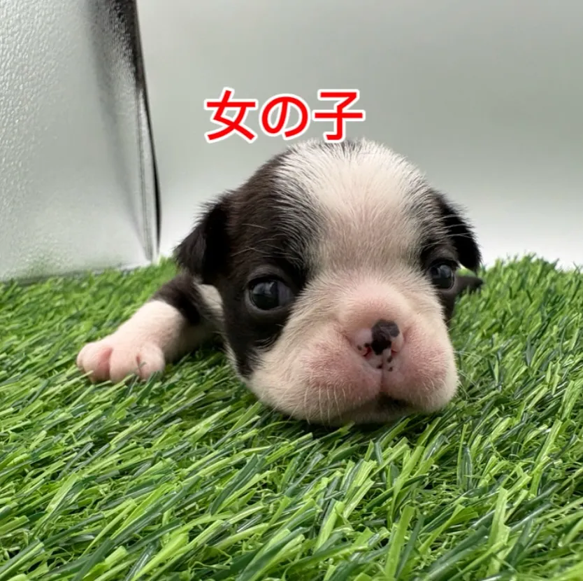 @boogie_doggy9944👈フォローして最新情報をG...