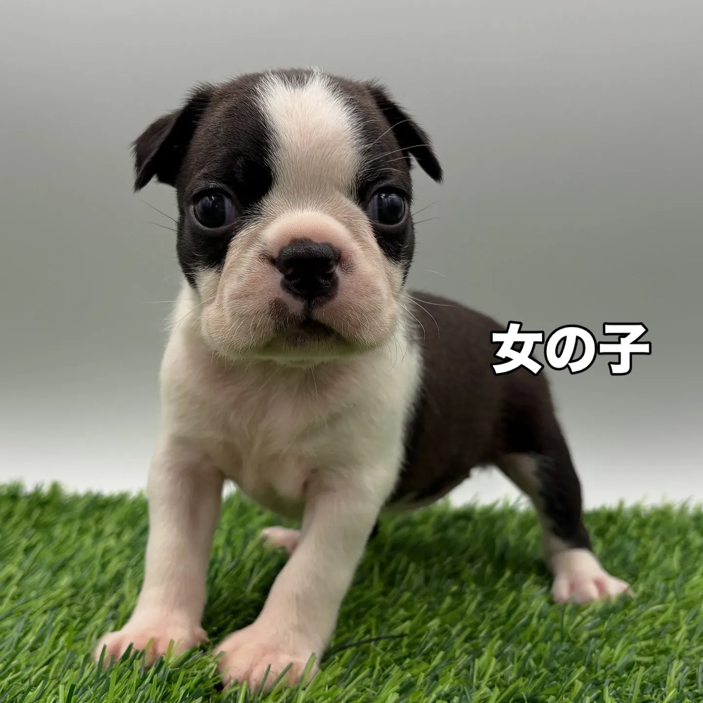 @boogie_doggy9944👈フォローして最新情報をG...