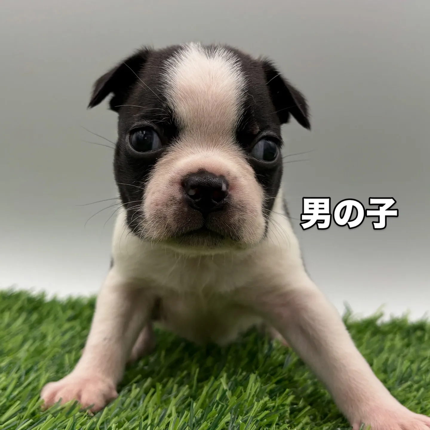 @boogie_doggy9944👈フォローして最新情報をG...