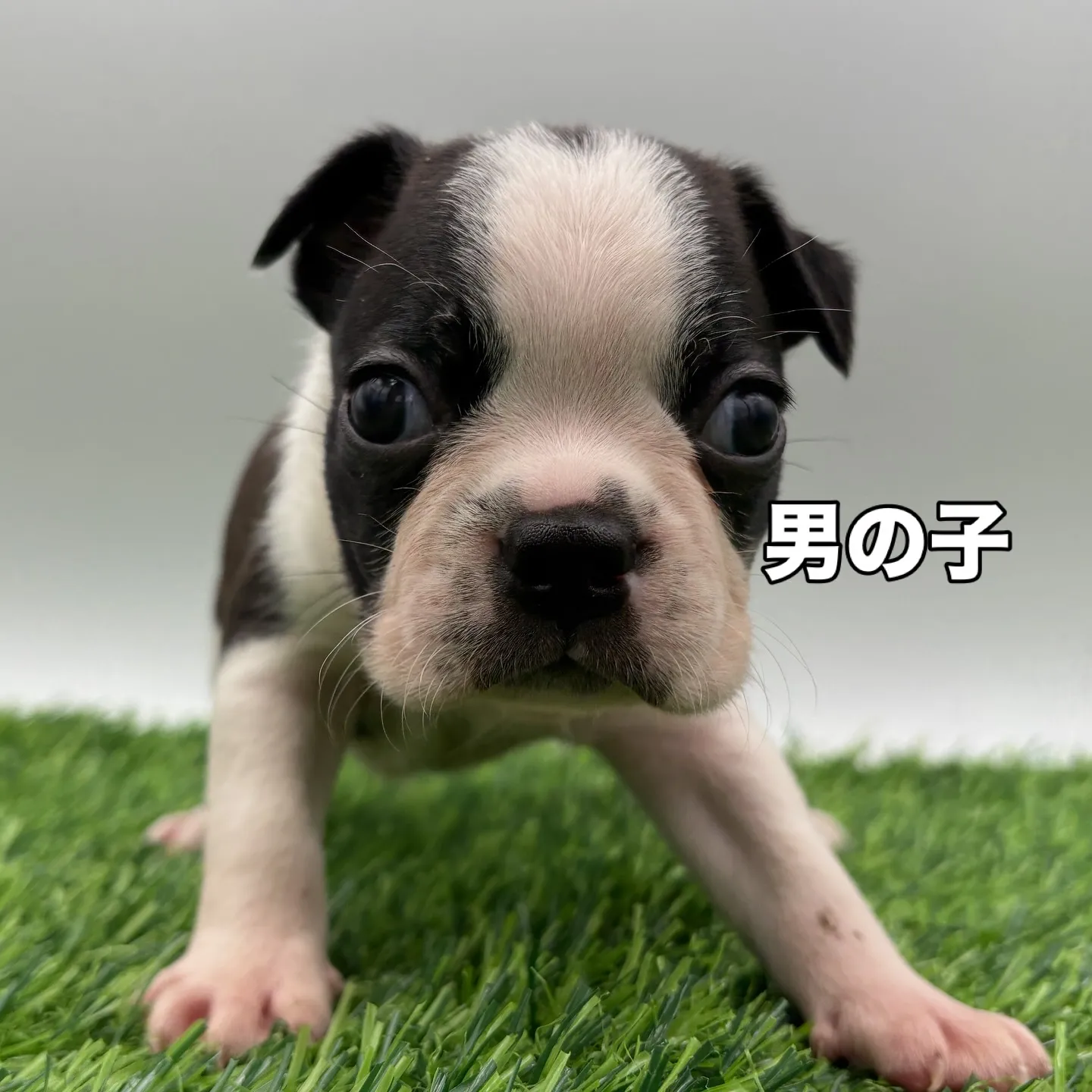 @boogie_doggy9944👈フォローして最新情報をG...