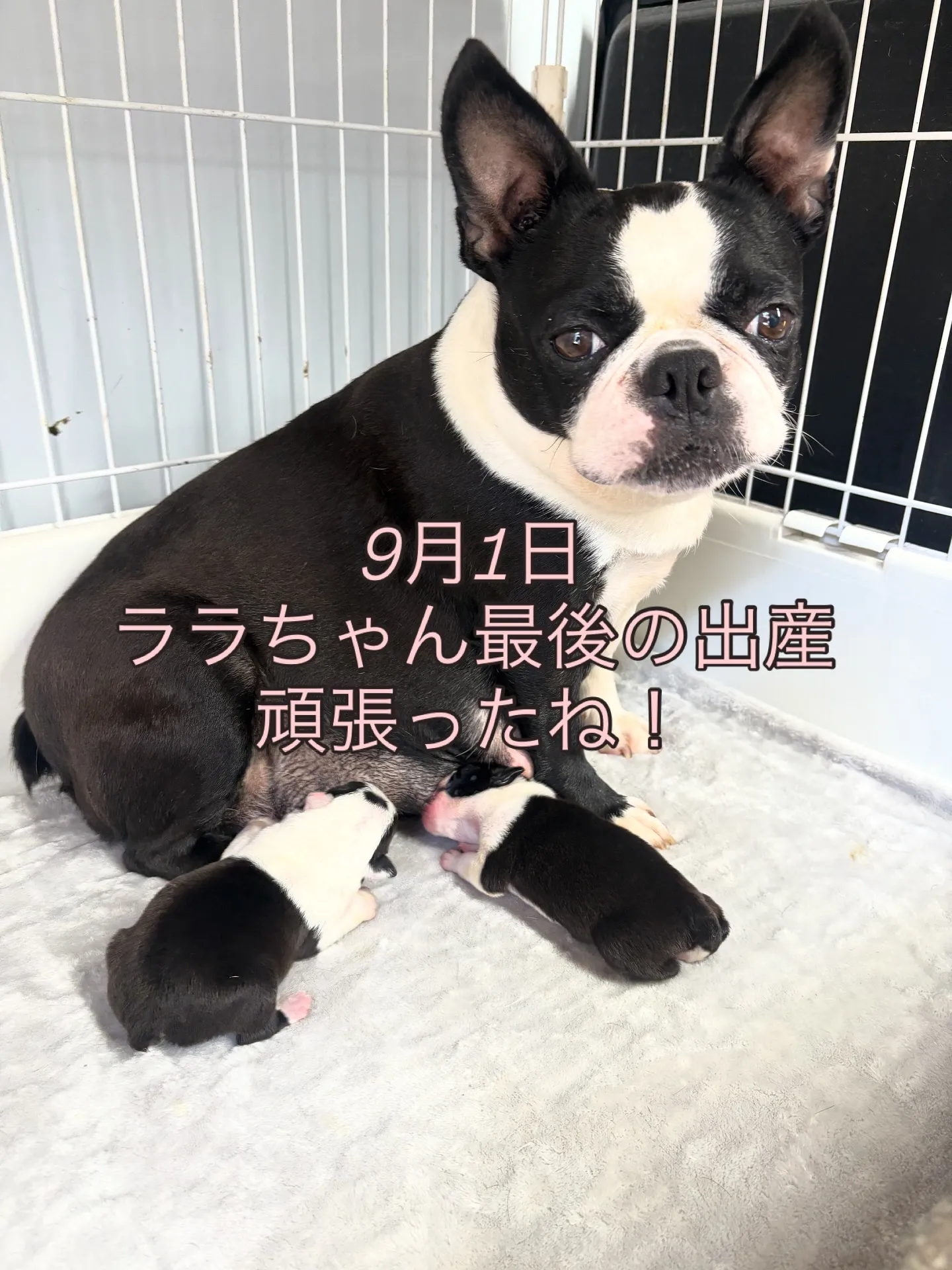 @boogie_doggy9944👈フォローして最新情報をG...