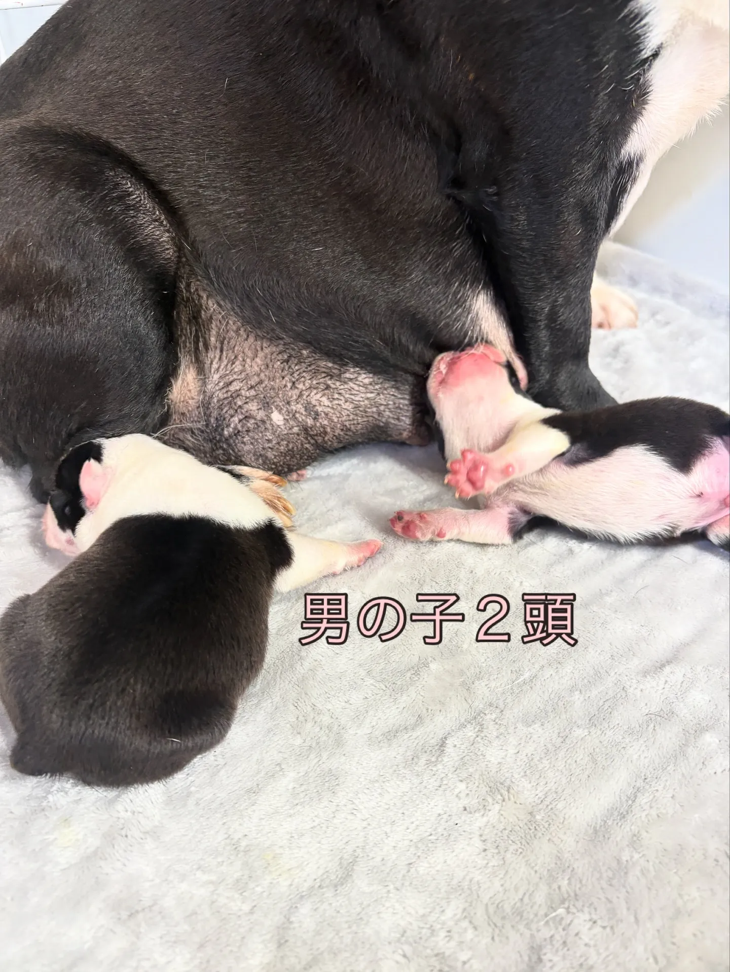 @boogie_doggy9944👈フォローして最新情報をG...