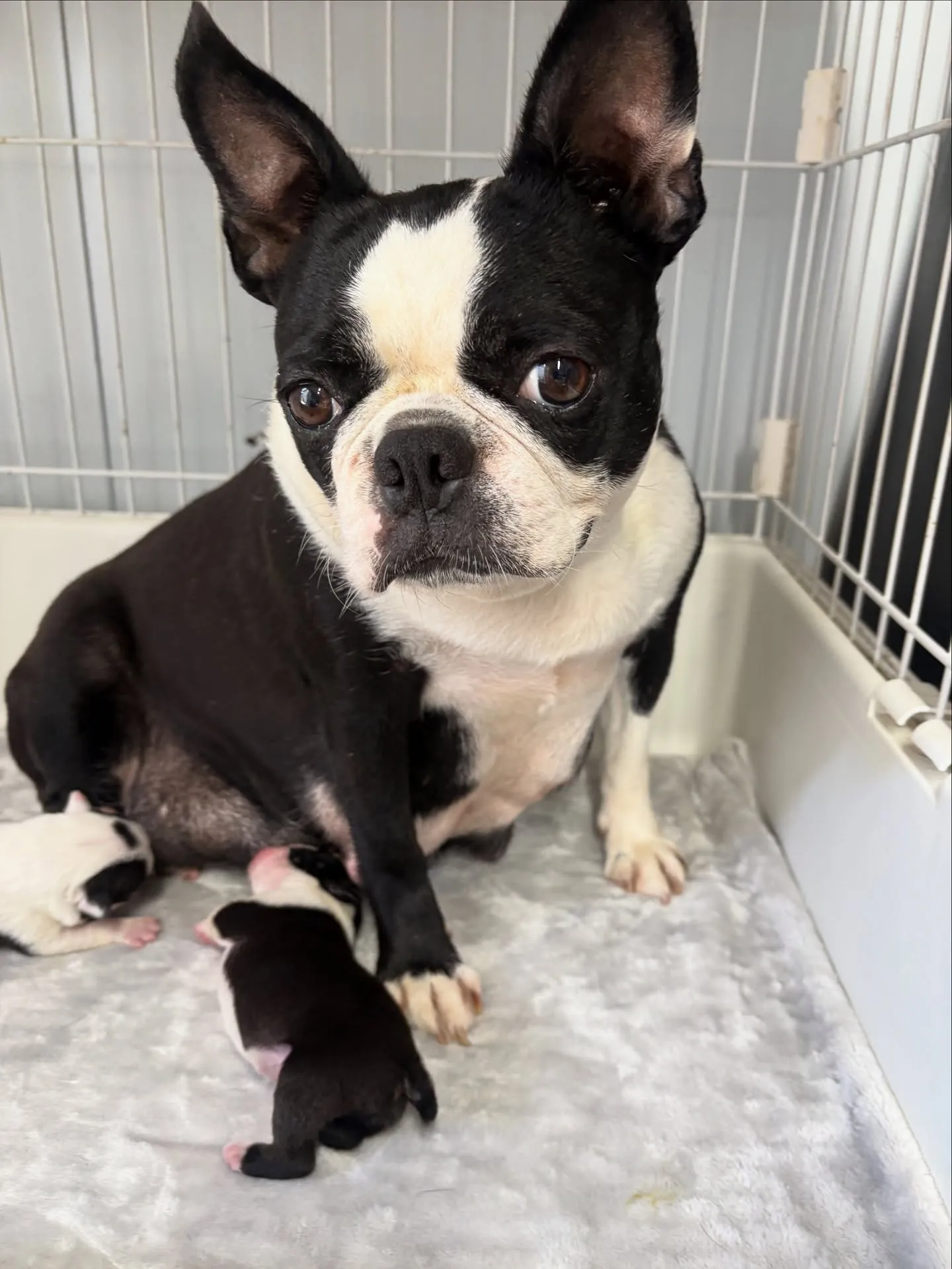 @boogie_doggy9944👈フォローして最新情報をG...