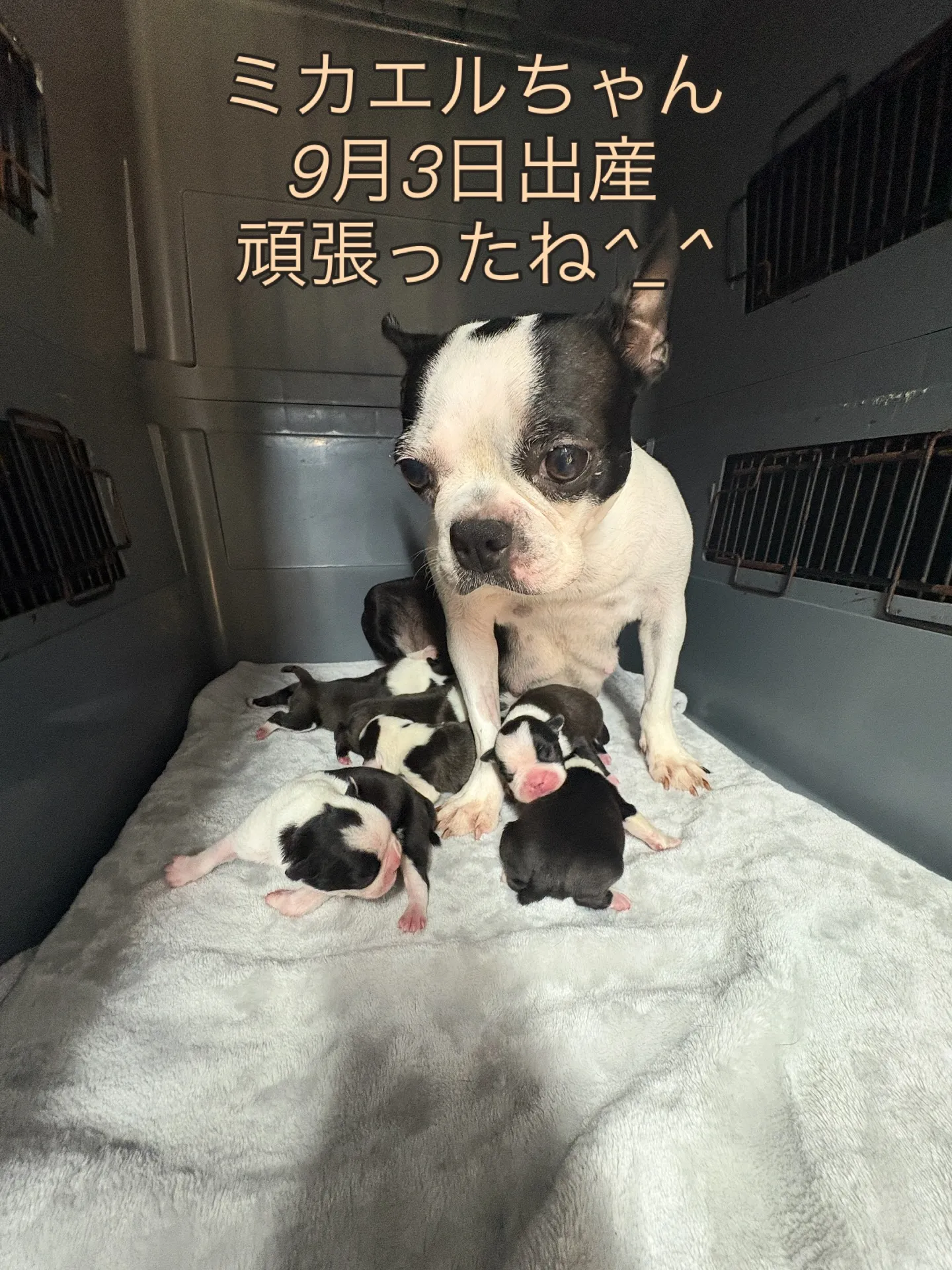 @boogie_doggy9944👈フォローして最新情報をG...