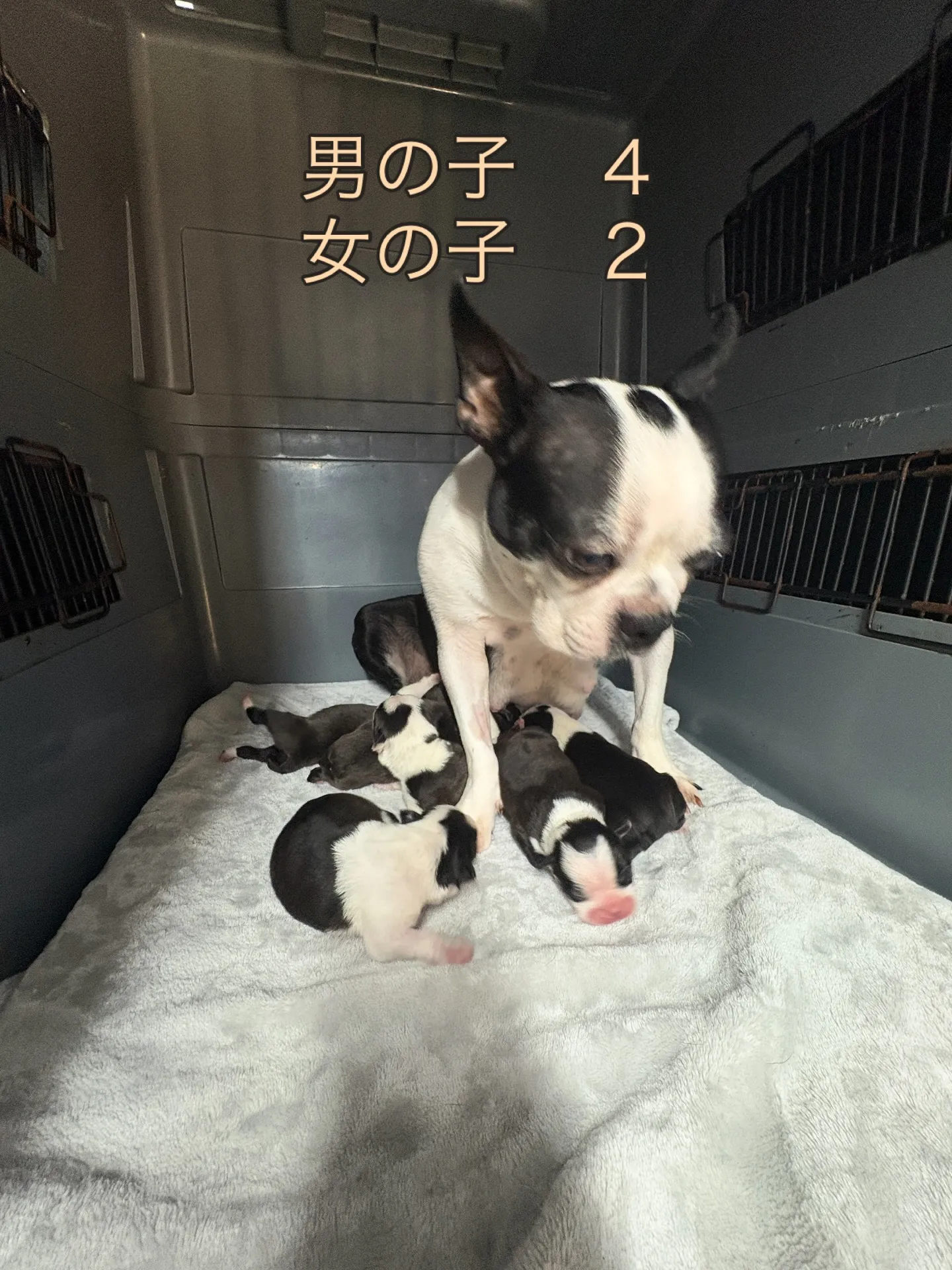 @boogie_doggy9944👈フォローして最新情報をG...