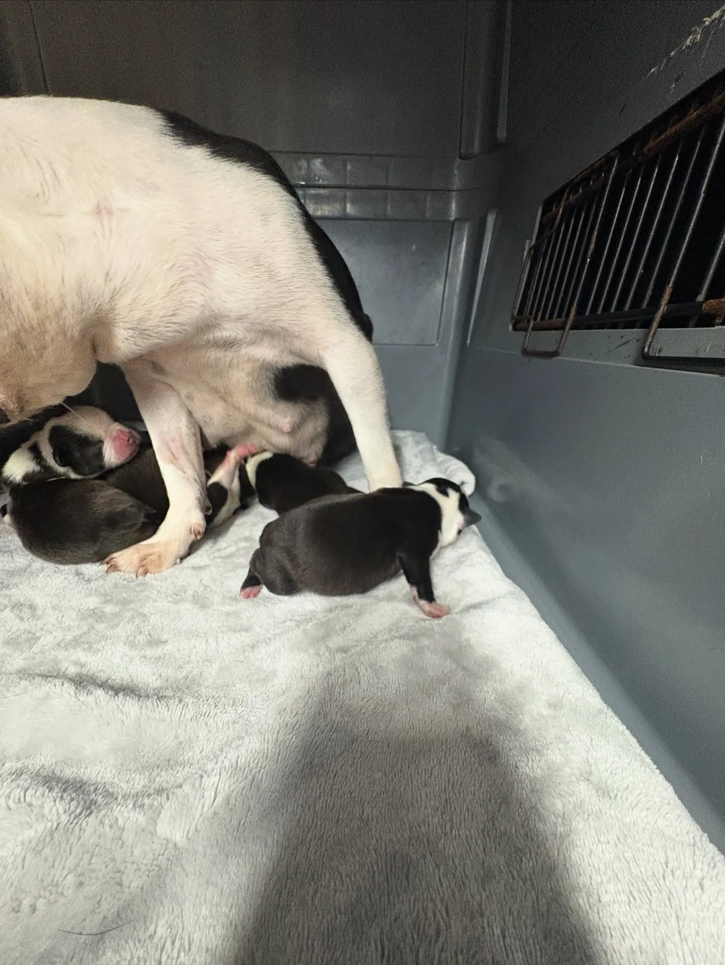 @boogie_doggy9944👈フォローして最新情報をG...