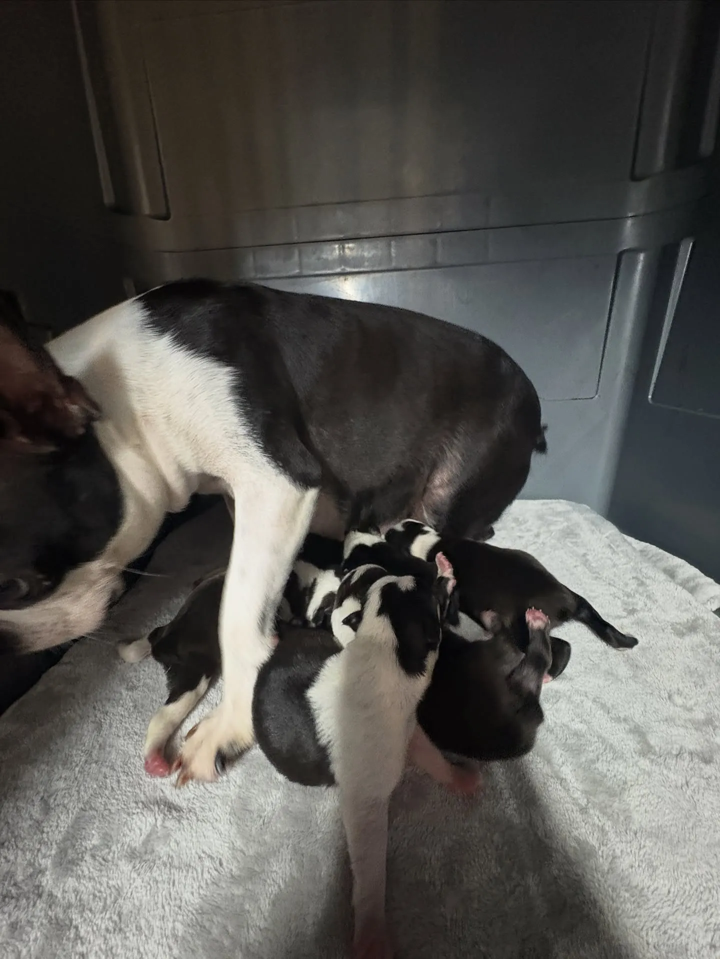 @boogie_doggy9944👈フォローして最新情報をG...