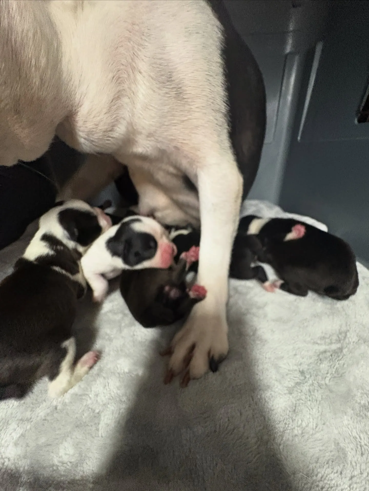 @boogie_doggy9944👈フォローして最新情報をG...