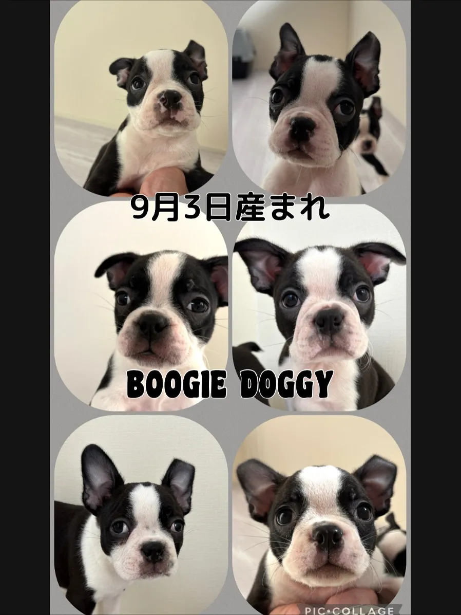 @boogie_doggy9944👈フォローして最新情報をG...