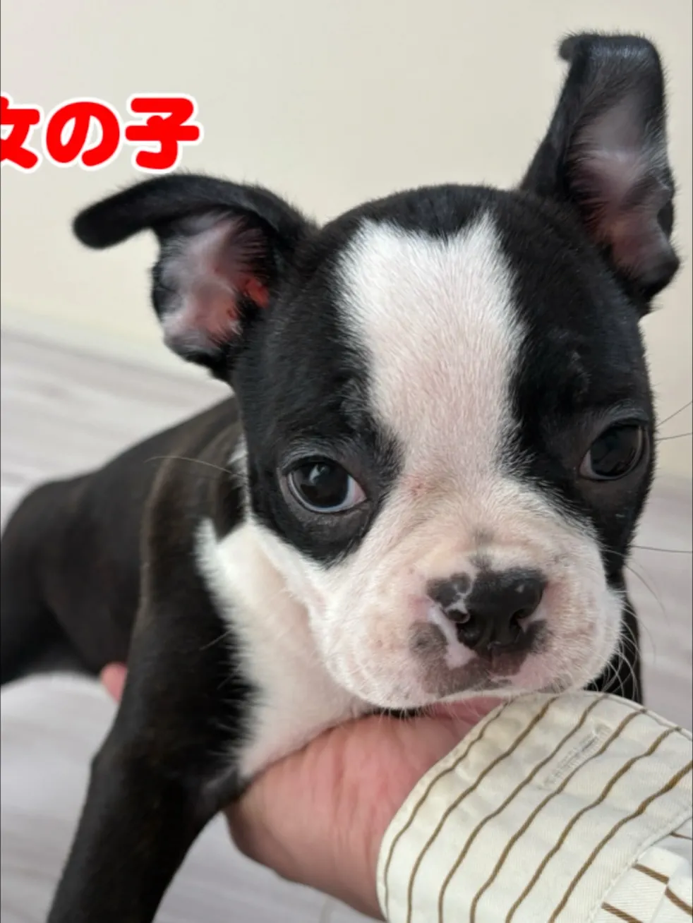 @boogie_doggy9944👈フォローして最新情報をG...