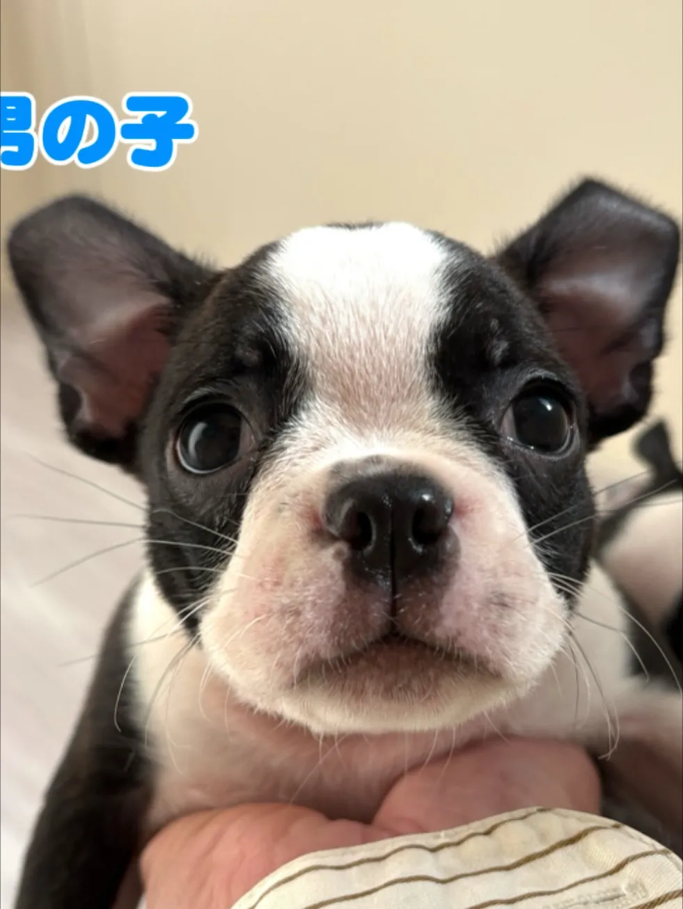 @boogie_doggy9944👈フォローして最新情報をG...