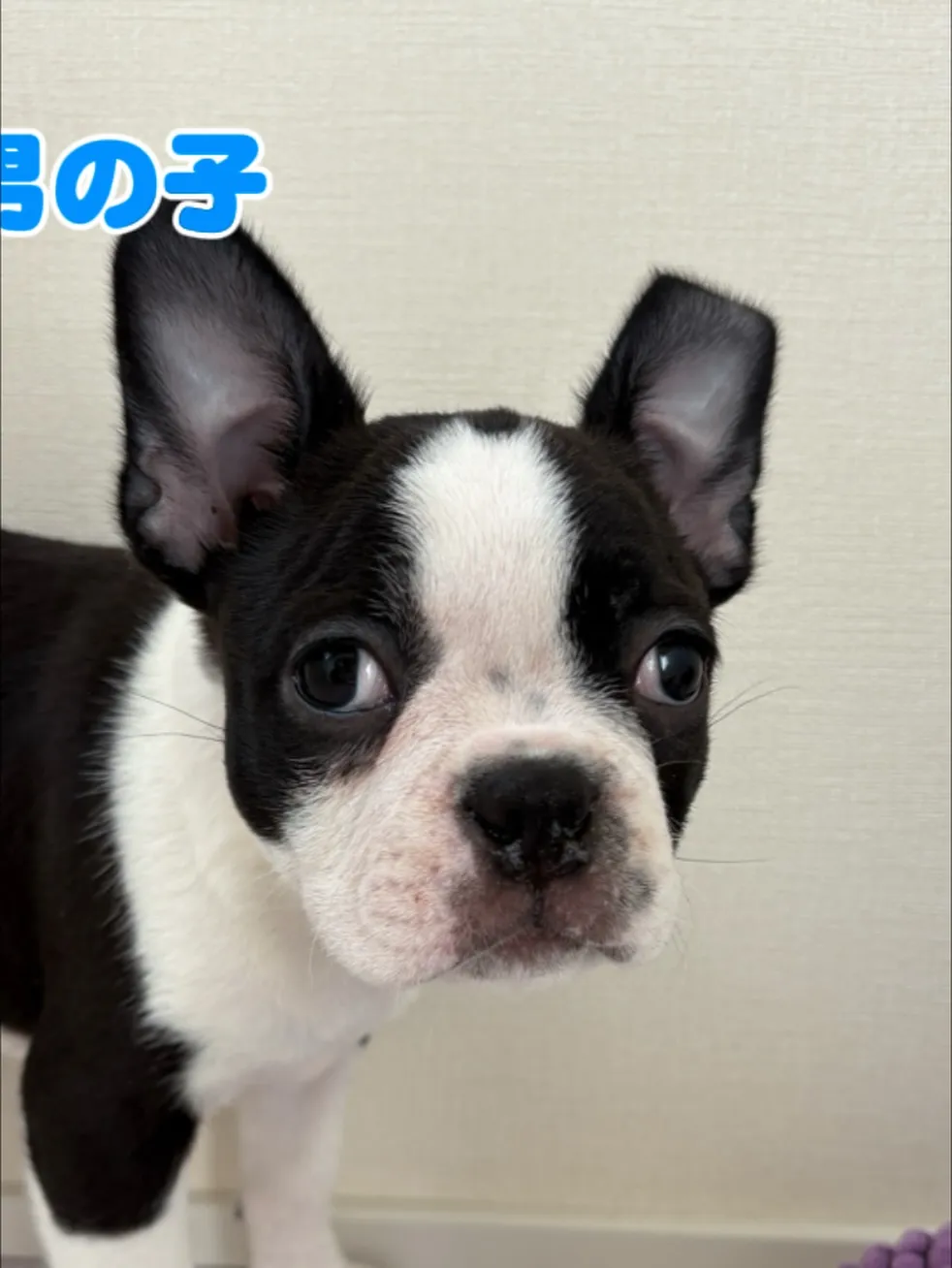 @boogie_doggy9944👈フォローして最新情報をG...