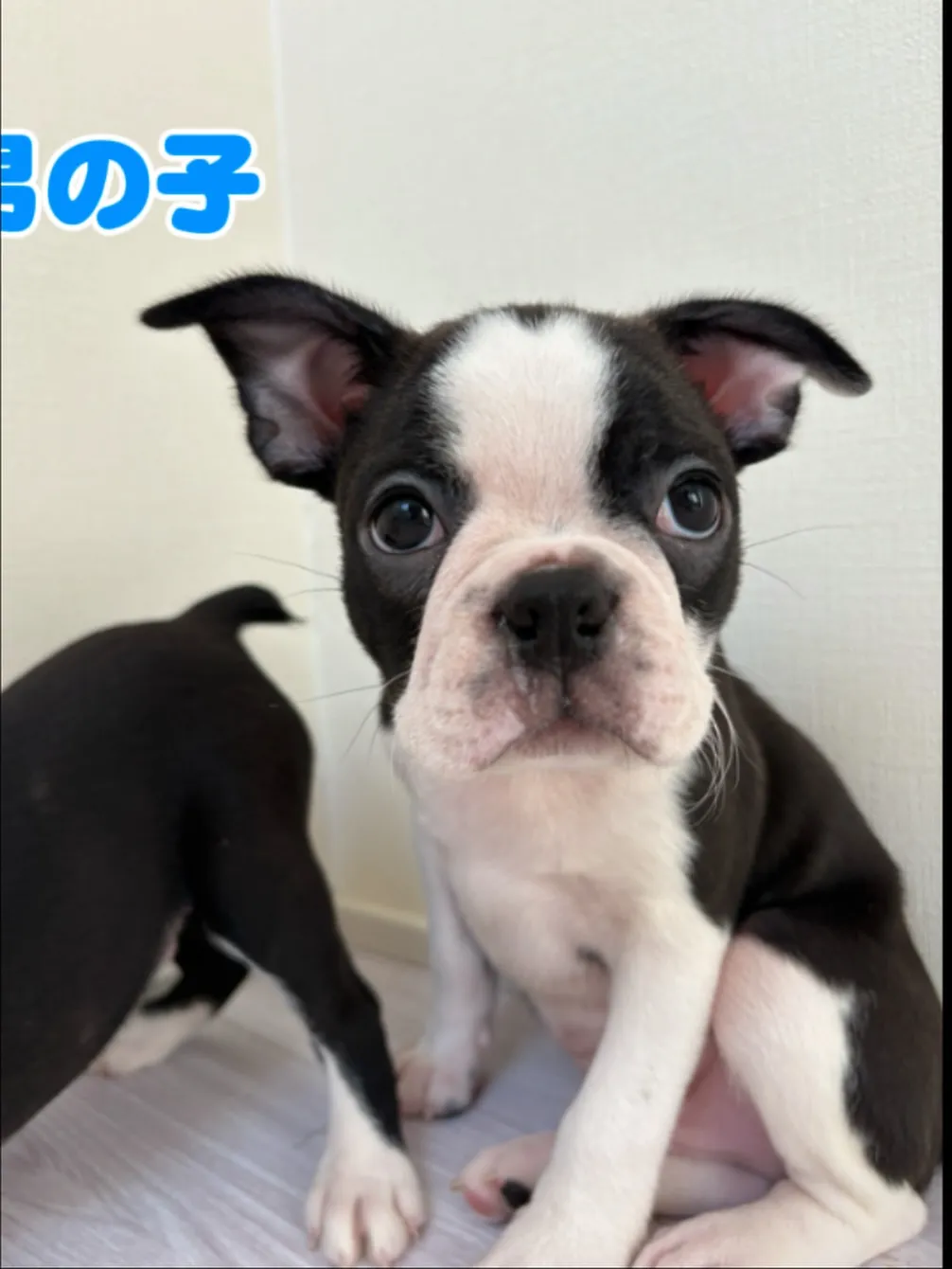 @boogie_doggy9944👈フォローして最新情報をG...