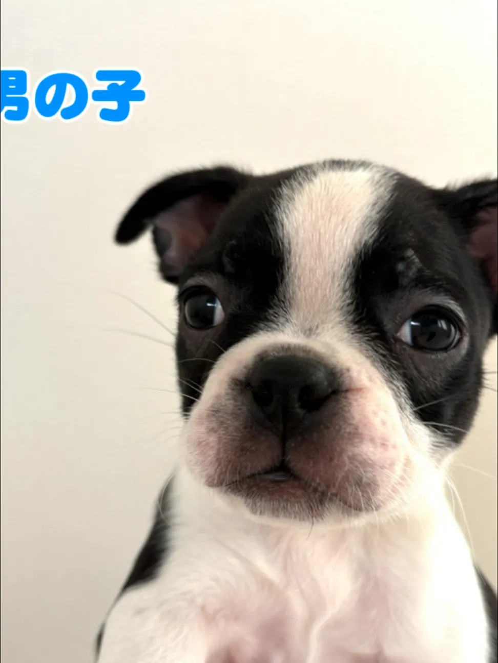 @boogie_doggy9944👈フォローして最新情報をG...