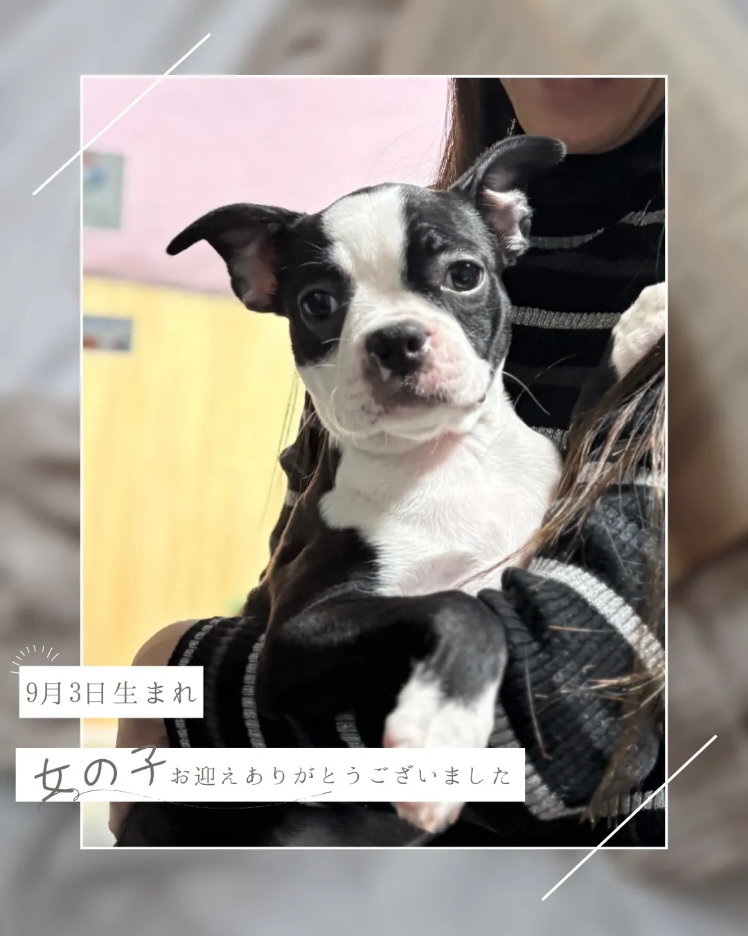 @boogie_doggy9944👈フォローして最新情報をG...