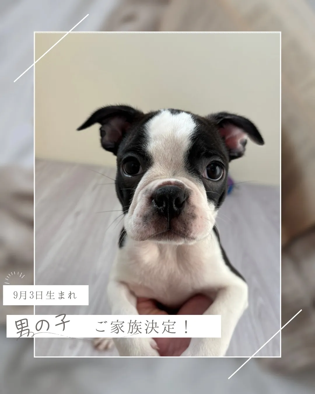 @boogie_doggy9944👈フォローして最新情報をG...