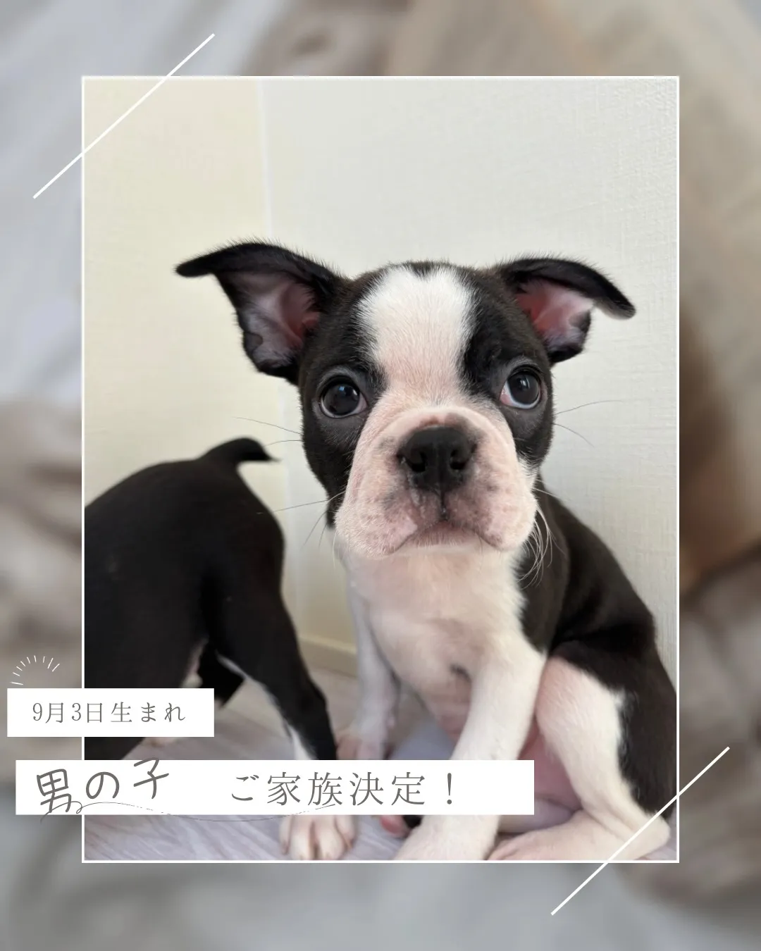 @boogie_doggy9944👈フォローして最新情報をG...