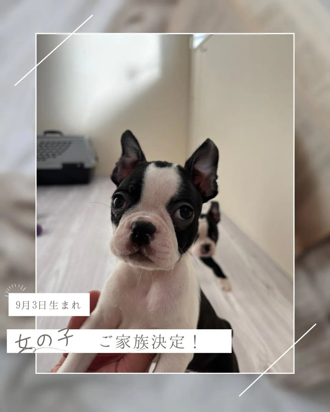 @boogie_doggy9944👈フォローして最新情報をG...