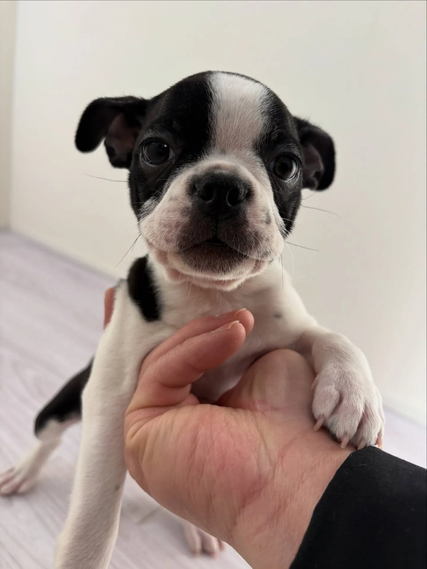 とっても可愛い7匹兄妹です❗️