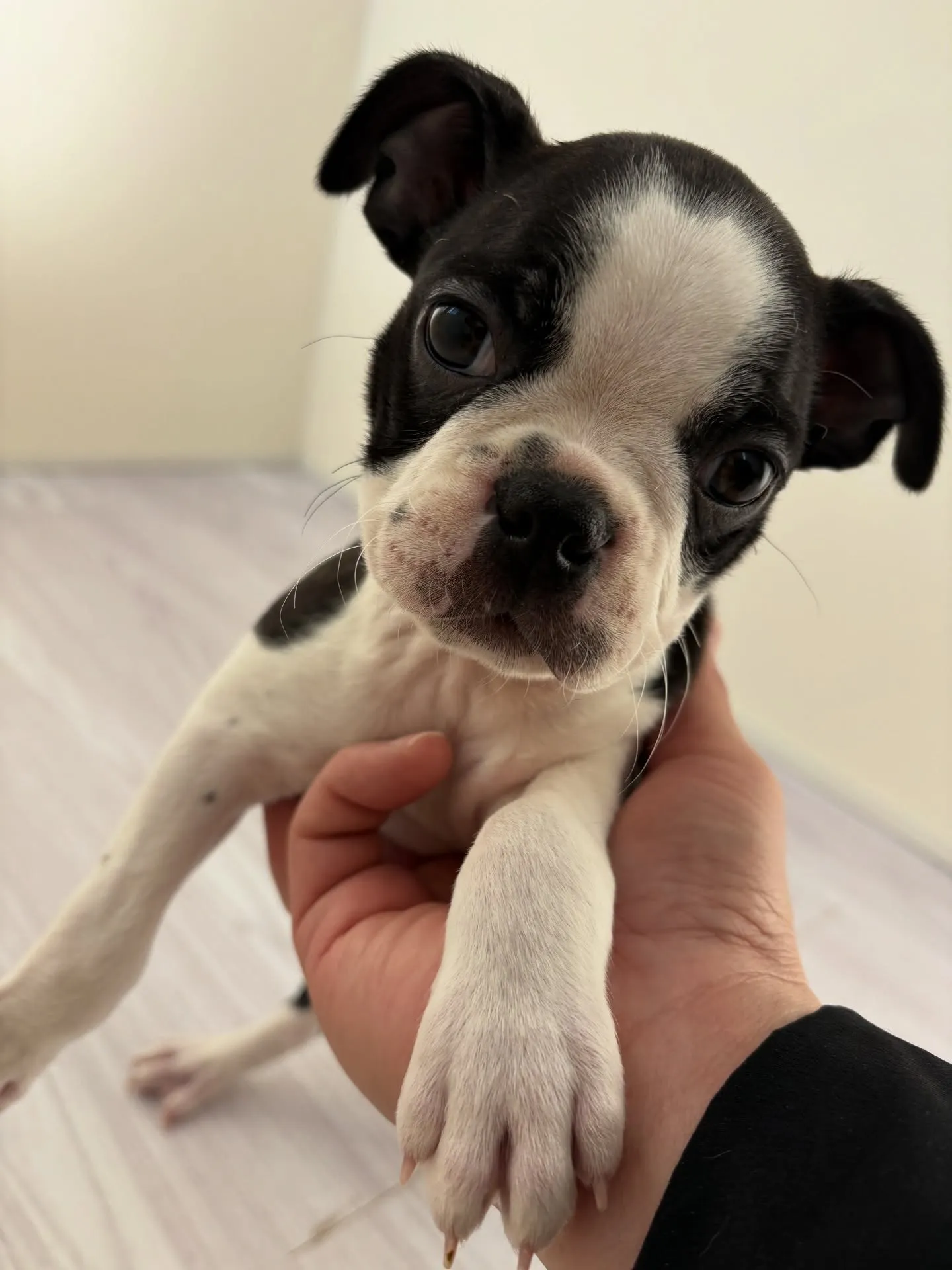 とっても可愛い7匹兄妹です❗️