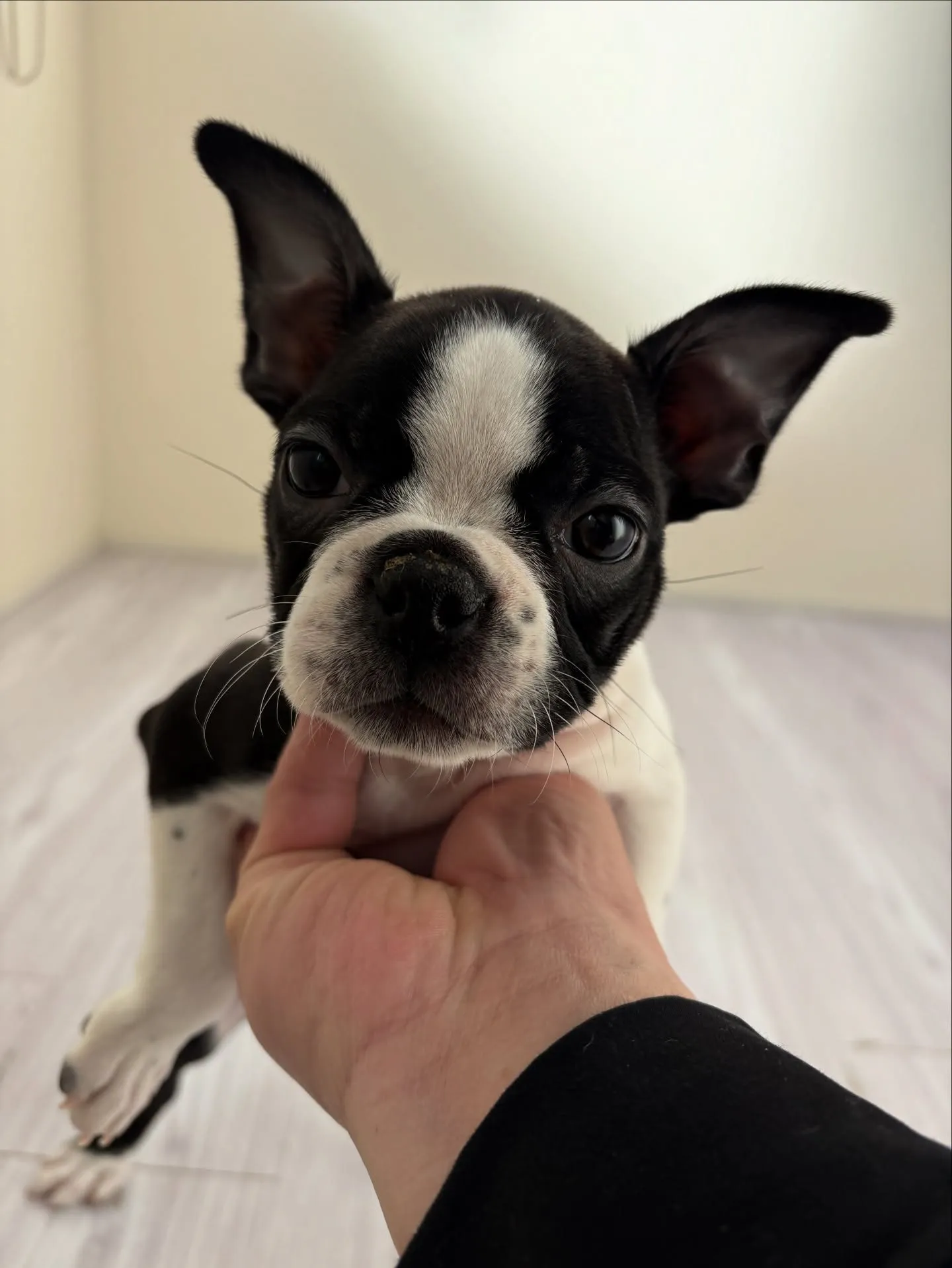 とっても可愛い7匹兄妹です❗️