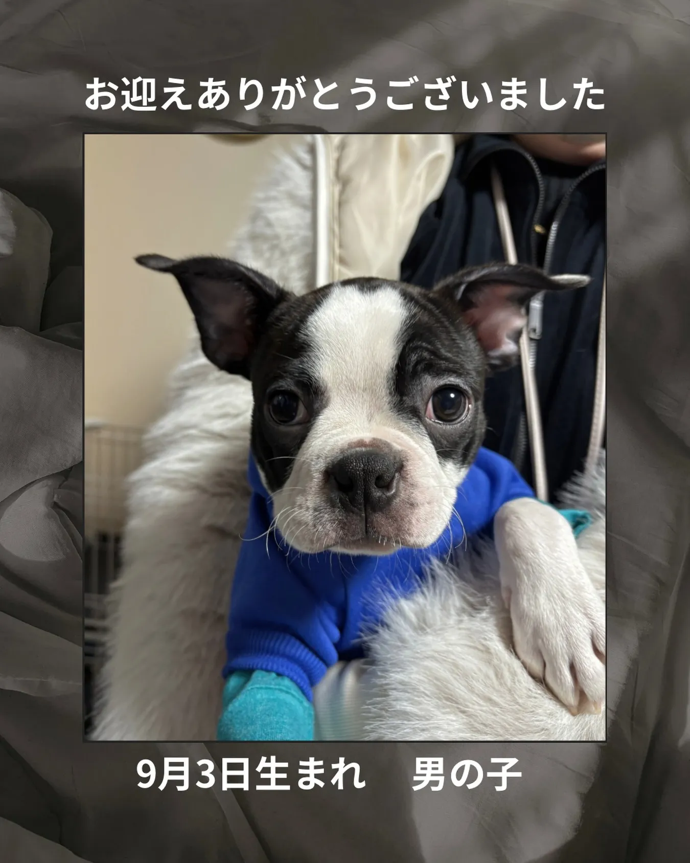 @boogie_doggy9944👈フォローして最新情報をG...